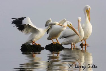 White Pelicans loafing on oyster reef