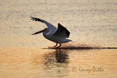 White Pelican (Pelecanus erythrorhynchos) landing, Texas coast, winter, sunset