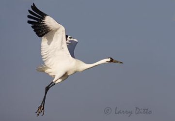 Whooping Crane (Grus americana) on take off, Aransas National Wildlife Refuge, Texas coast, winter