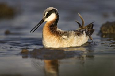 Wilson's Phalarope, female feeding, spring