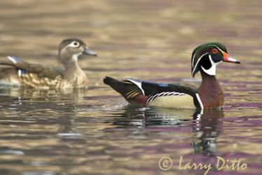 Wood Ducks on pond