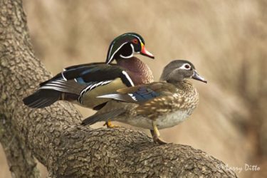 Wood Duck pair loafing on tree branch