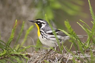 Yellow-throated Warbler (Dendroica dominica) male, spring, northeast Texas