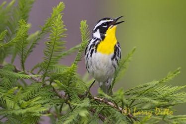 Yellow-throated Warbler (Dendroica dominica) male, spring, northeast Texas