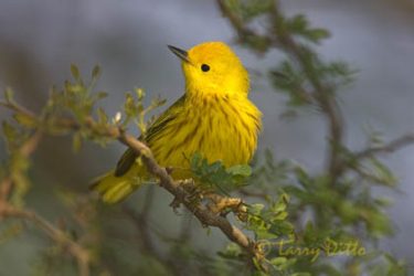 Yellow Warbler (Dendroica petechia) male, spring