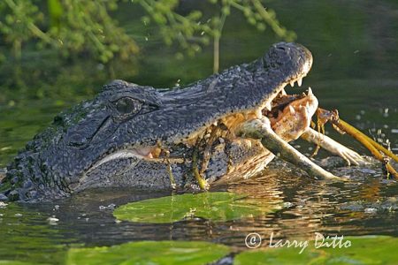 American Alligator (Alligator mississipiensis) eating bull frog amid water lilies, Texas gulf coast, summer