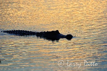 American Alligator (Aligator mississipiensis) swimming at dusk, mid-Texas coast