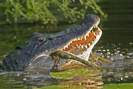 American Alligator (Aligator mississipiensis) eating bull frog, mid-Texas coastal freshwater marsh