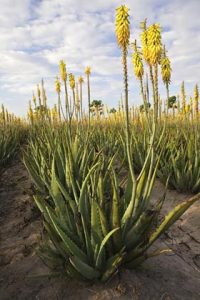 Hilltop Gardens aloe fields and palm trees near Harlingen, Texas