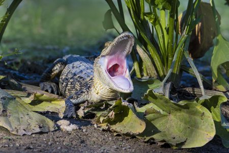Young alligator yawning