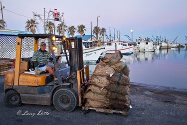 Anthony Godinich on forklift loading oysters at Fulton Harbor, Texas.