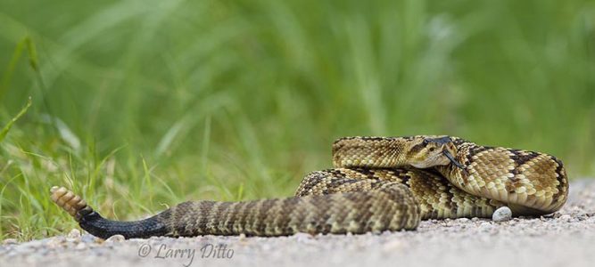 Arizona Black-tailed Rattlesnake