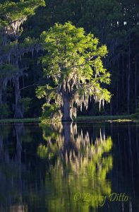 Bald Cypress and Spanish Moss, Caddo Lake, Texas