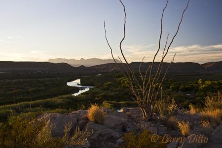 Rio Grande in Big Bend National Park, Chisos Mountains in background, Ocotillo plant in foreground, sunset