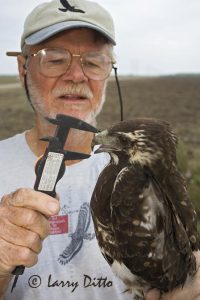 Leg diameter and length of culmen (ridge of upper beak between skin and tip of beak) are measured on each white-tailed hawk captured for comparison and description of birds relating to age and sex. It's all part of Dr. Bill Clark's study of white-tailed hawks in s. Texas