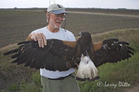 Each white-tailed hawk captured by Dr. Bill Clark during his study of the species is photographed top and underside to record plumage variations for comparisons in aging and sexing the species. Clark is admiring this three-year old bird just before he releases it back to the wild.