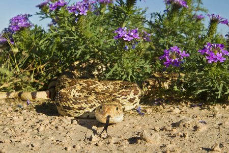 Bull Snake in Verbina