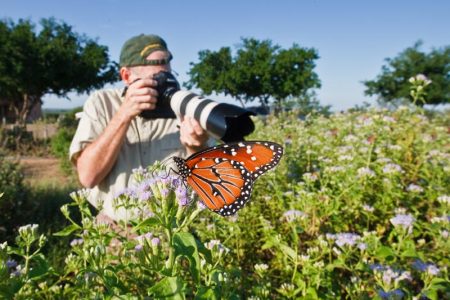 "butterfly photographer's paradise" at Falcon State Park Butterfly Garden... Thousands of Queens and other species flit about gardens that were planted and are maintained by park volunteers.