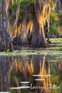 Caddo Lake, Texas' largest natural lake, lined with ancient bald cypress trees hung with Spanish moss; lake filled with water lilies;