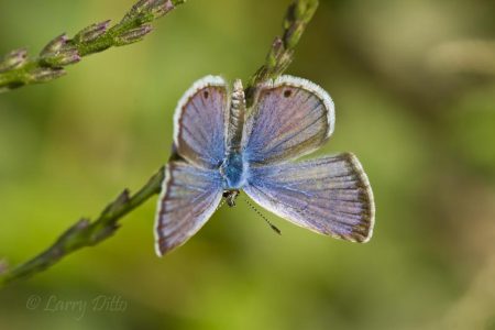 Ceraunus Blue butterfly at NABA Park, Mission, Texas
