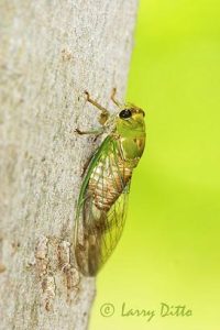 Cicada (Cicada order) just after shedding old exoskeleton, s. Texas