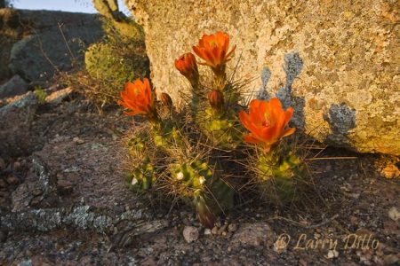 Claret Cup Cactus (Echinocereus triglochidatus) on rocky dome, Enchanted Rock State Natural Area, Fredricksburg, Texas at sunset. Photographed in April from an angle to capture the blooms' shadows on the boulder behind them.