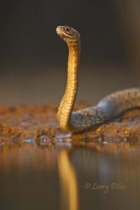 Western Coachwhip raised to search for danger