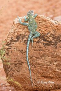 Collared Lizard (Crotophytus collaris) sunning on rock, Palo Duro Canyon State Park, Texas