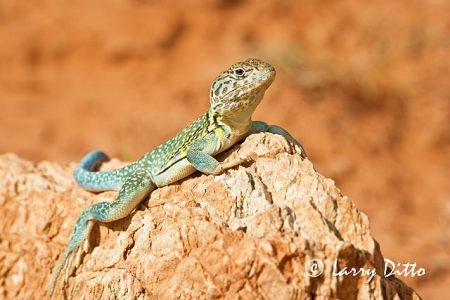 Collared Lizard (Crotophytus collaris) sunning on rock, Palo Duro Canyon State Park, Texas