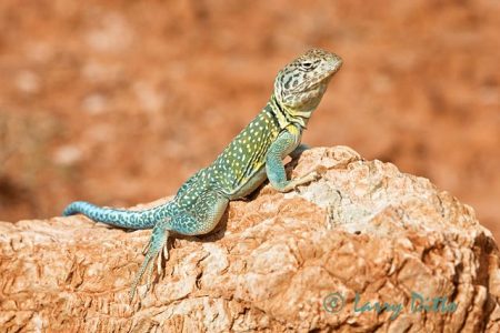 Collared Lizard (Crotophytus collaris) sunning on rock, Palo Duro Canyon State Park, Texas