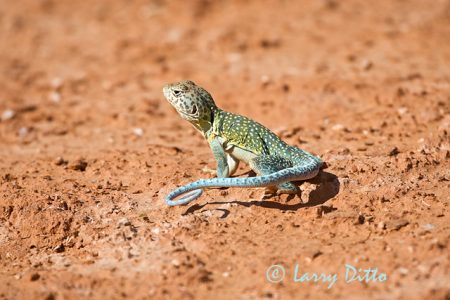 Collared Lizard (Crotophytus collaris) sunning on rock, Palo Duro Canyon State Park, Texas