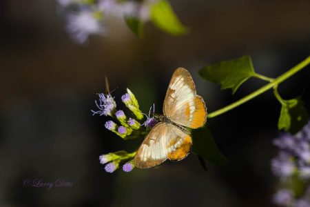 Common Mestra butterfly feeding at mist flower; garden, Falcon State Park, Texas.