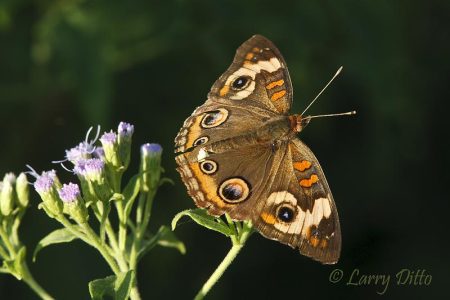 Common Buckeye