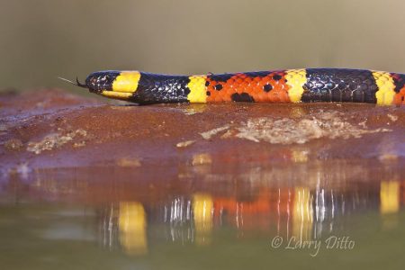 Coral Snake at edge of pond