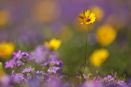 Wildflowers at Sarita, Texas, March