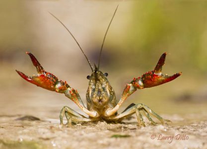Crawfish with pinchers up, texas