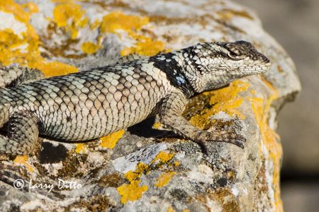 Crevise Spiny Lizard