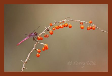 Dragonfly at Gwin Ranch