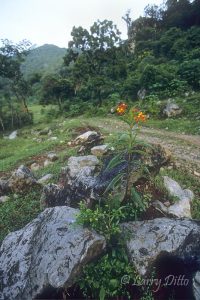 Flowers blooming along the trail from Alta Cima to the mountains, El Cielo Biosphere Reserve, Tamaulipas, Mexico