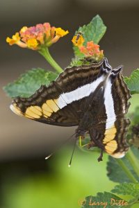 Silver Emperor (Doxocopa laure) male on lantana flowers, s. Texas, November, NABA butterfly park,