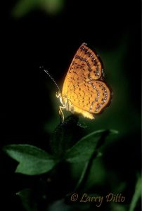 Fatal Metalmark (Calephelis nemesis) in wooded arroyo (Ramadero), Starr County, late spring,