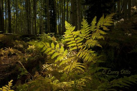 Fern in Colorado forest, autumn