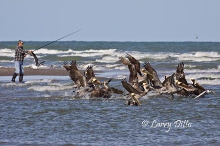 Fisherman and brown pelicans.
