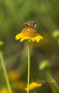 Fly on daisy, October, s. Texas