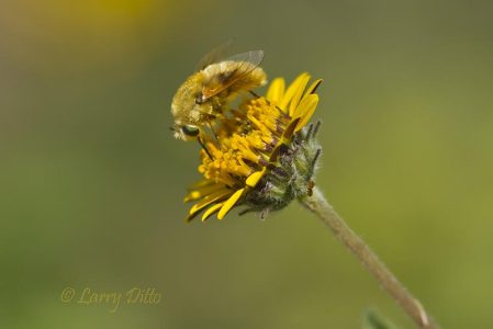 Fly on daisy, Mission, Texas
