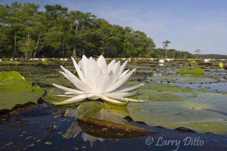 Fragrant Water Lily (Nymphaea odorata) on Caddo Lake, Texas, spring