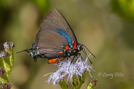 Great Purple Hairstreak