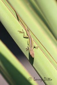 Green Anole (Anolis carolinensis) sunning on yucca leaves, s. Texas