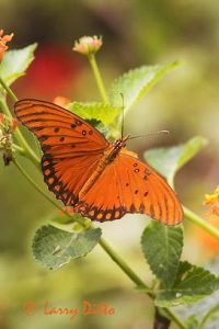 Gulf Fritillary (Agraulis vanillae) on lantana flowers, s. Texas