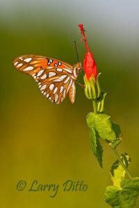 Gulf Fritillary (Agraulis vanillae) on Turk's Cap flower, s. Texas, October